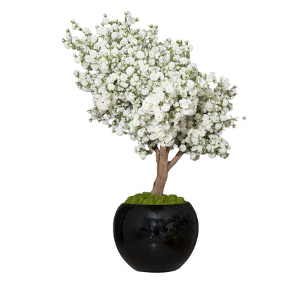 White Blossom Drift Tree in Black Vase