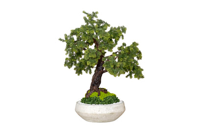 Miniature Forest Bonsai in Stone Bowl