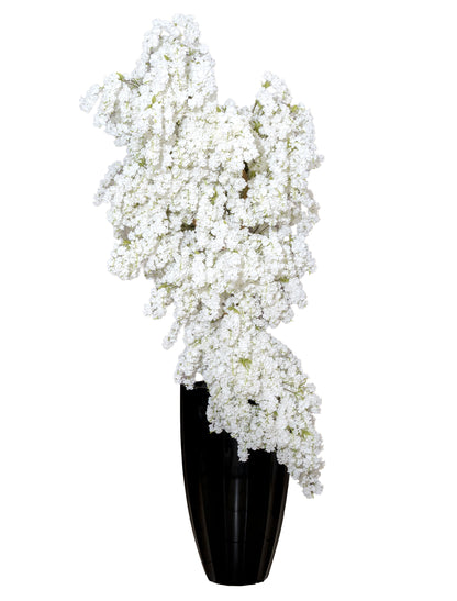 Grand White Waterfall Cherry Tree