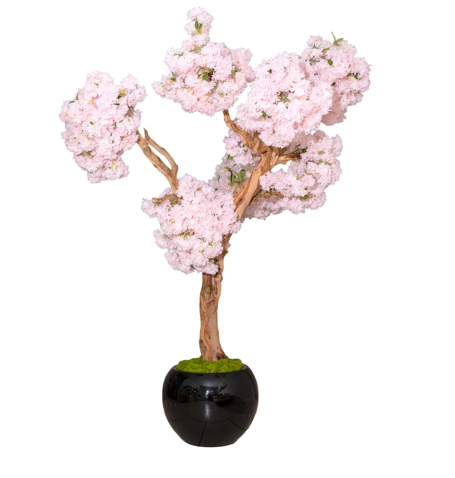 Pink Cloud Cherry Blossom Tree