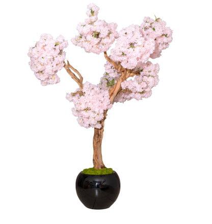 Pink Cloud Cherry Blossom Tree