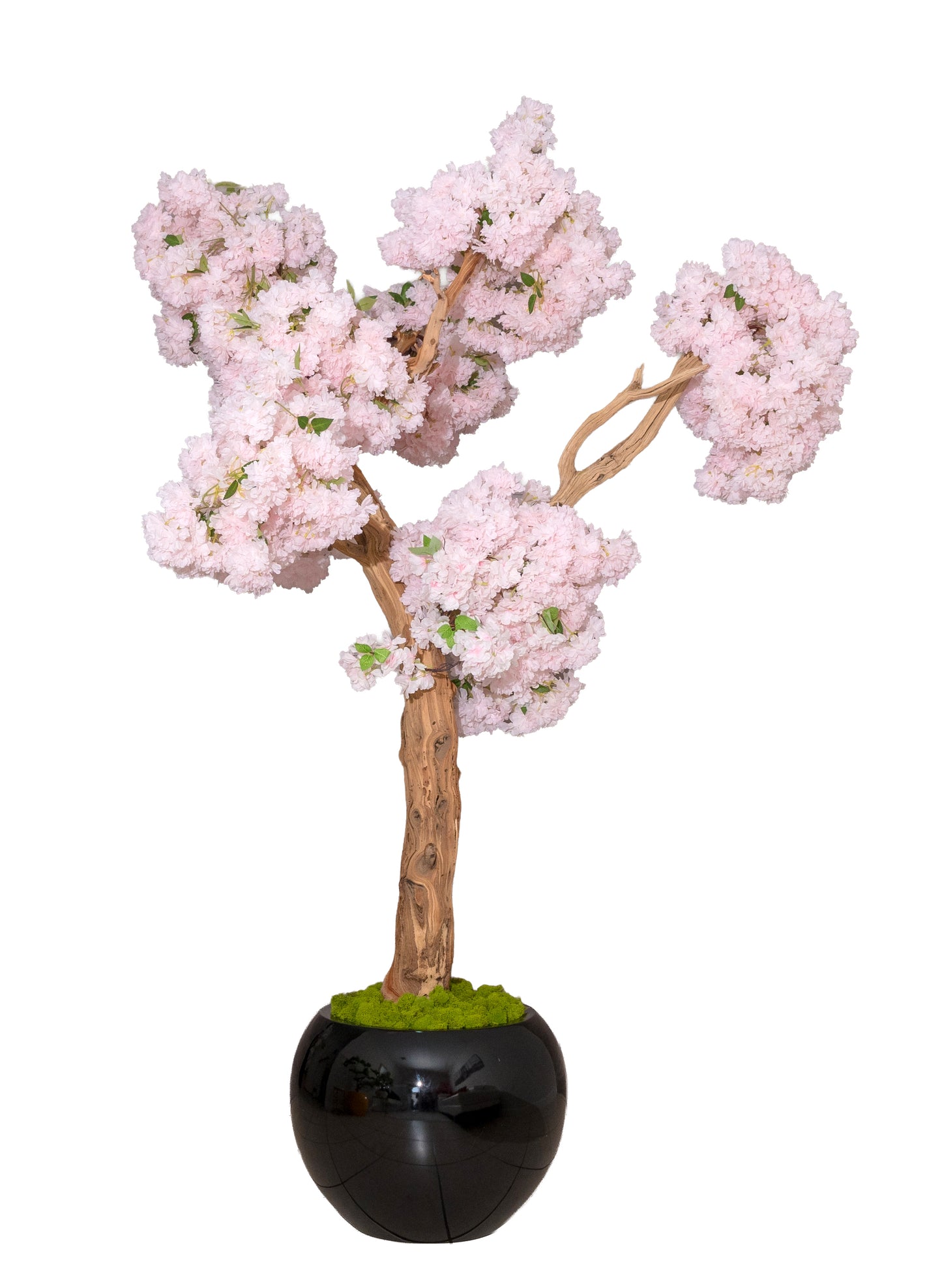 Pink Cloud Cherry Blossom Tree