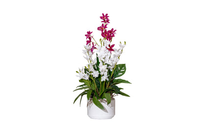 Dual Orchid Elegance Arrangement