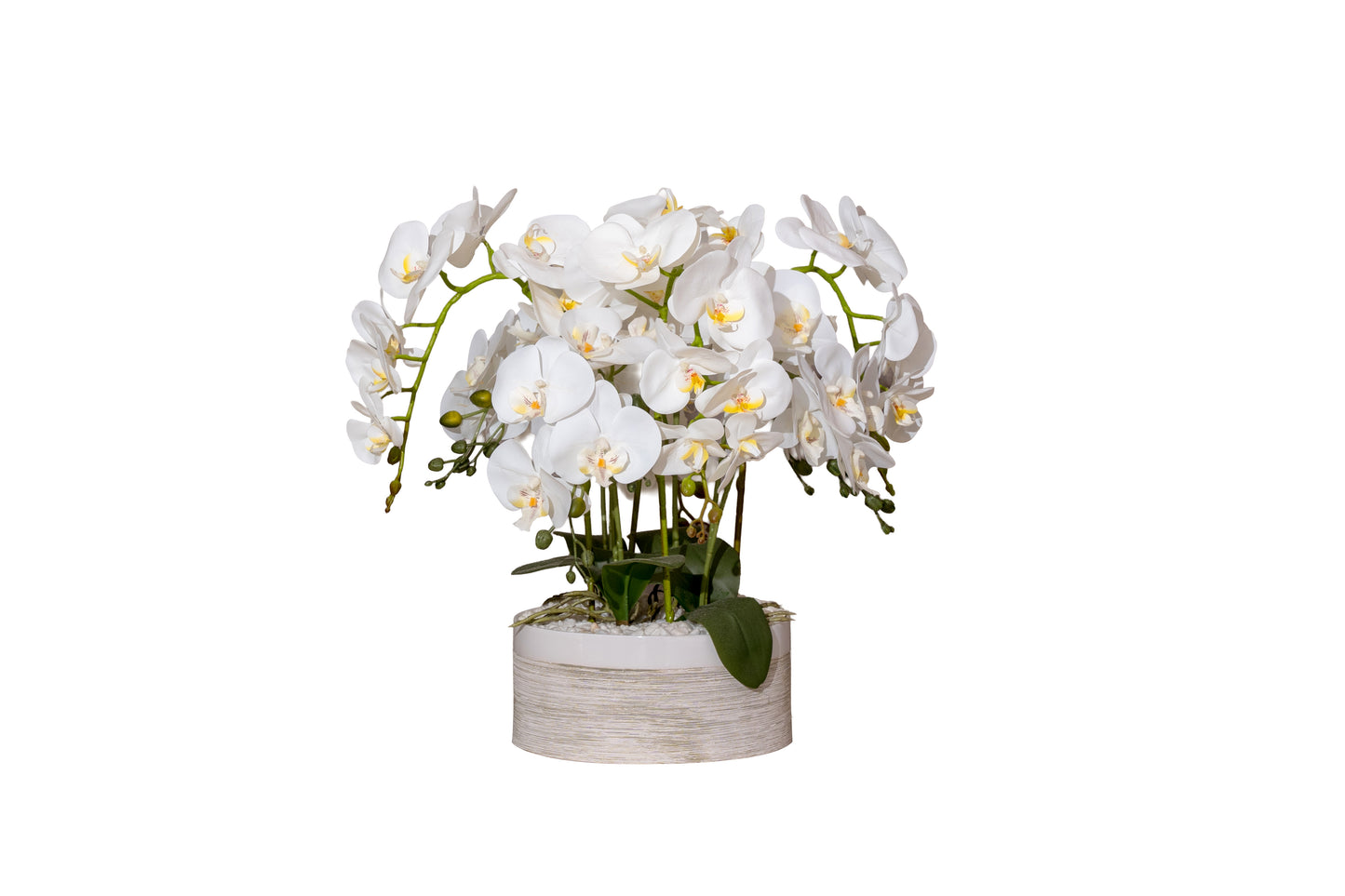 White Orchid Luxury Arrangement