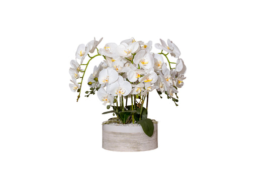 White Orchid Luxury Arrangement