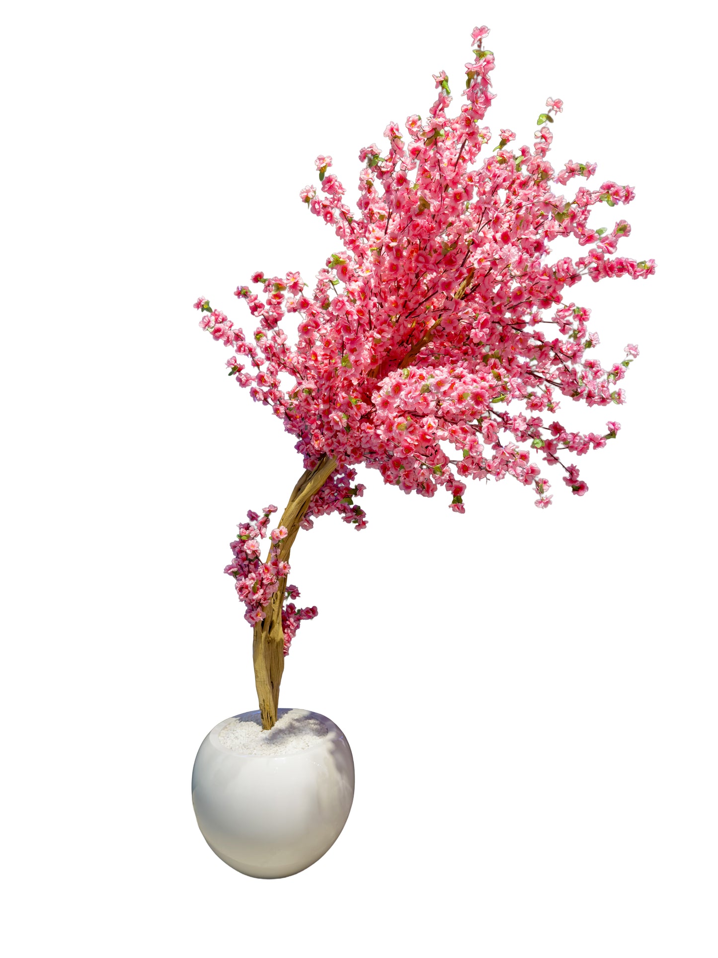 Red Sakura Wind‑Swept Tree