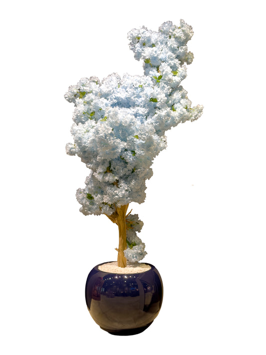Sky Blue Cloud Cherry Tree - 6ft.5''